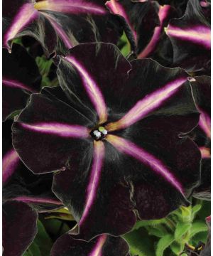 Petunia Pinstripe