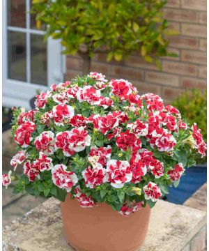 Petunia Tumbelina Scarlet Ripple