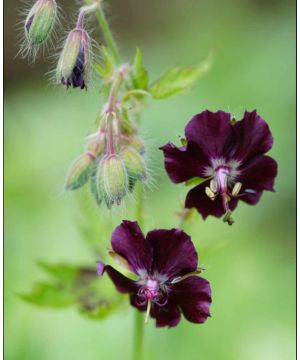 Geranium Phaeum  