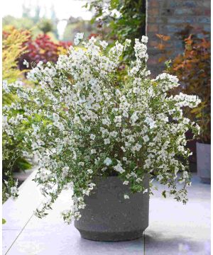 Philadelphus Petite Perfume White