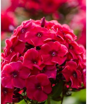 Phlox paniculata 'Spitfire'