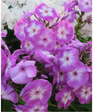 Phlox paniculata Uspech