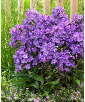 Phlox paniculata Sweet Summer Surprise