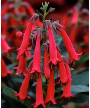 Phygelius 'Candy Drops Red' 