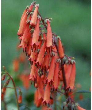 Phygelius 'Candy Drops Tangerine'