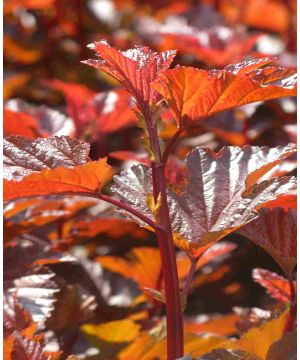 Physocarpus opulifolius Lady in Red