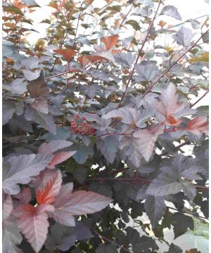 Physocarpus opulifolius 'Little Joker'