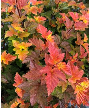 Physocarpus Magic Ball