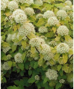 Physocarpus opulifolius Raspberry Lemonade