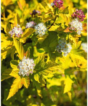 Physocarpus opulifolius Raspberry Lemonade 