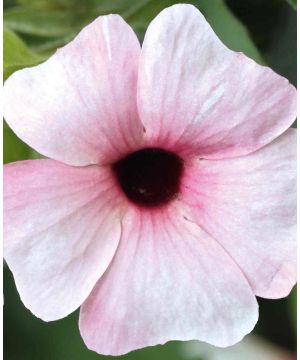 Thunbergia alata Sunny Susy Pink Beauty