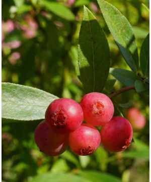 Vaccinium Dwarf Pink Lemonade