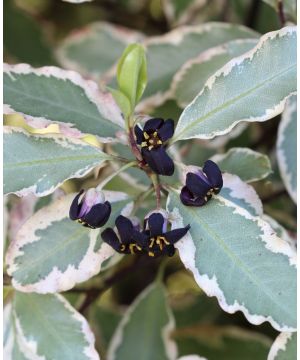 Pittosporum tenuifolium Elizabeth