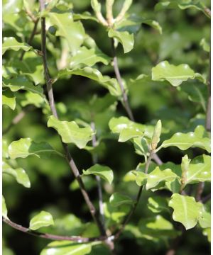 Pittosporum tenuifolium Penmarch