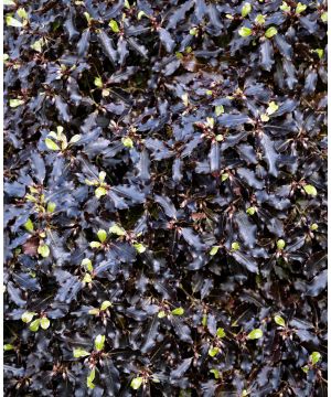 Pittosporum tenuifolium Tom Thumb