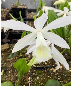 Pleione formosana Alba