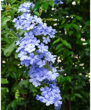 Plumbago auriculata