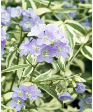 Polemonium reptans Touch of Class