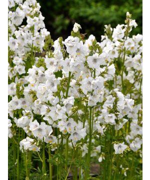 Polemonium yezoense 'Halfway to Paradise'