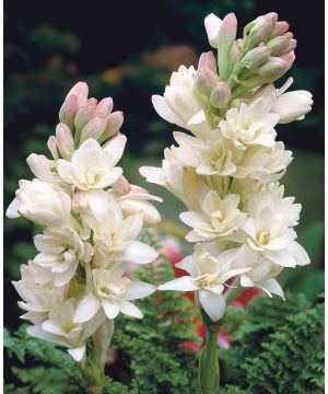 Polianthes tuberosa The Pearl