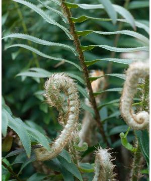 Polystichum munitum