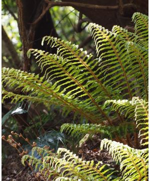 Polystichum Polyblepharum