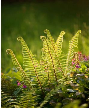 Polystichum setiferum