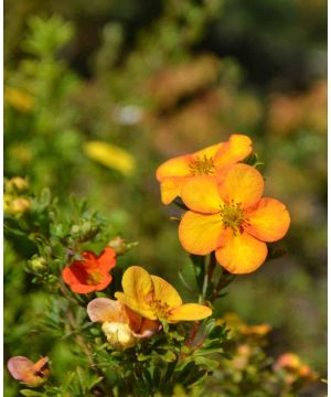 Potentilla fruticosa Bella Sol