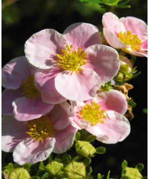 Potentilla fruticosa 'Pink Beauty'