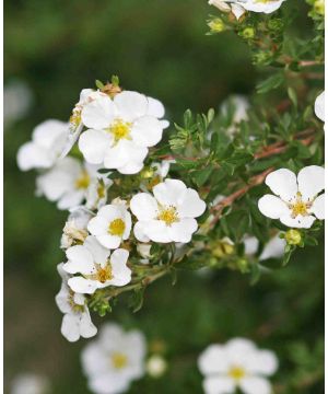 Potentilla fruticosa 'Abbotswood'