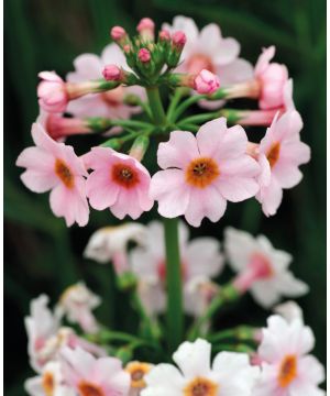 Primula japonica 'Apple Blossom'