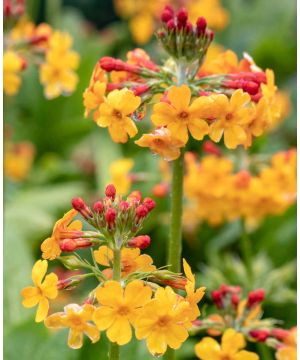 Primula bulleyana