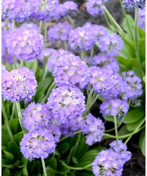 Primula denticulata  var. cachemiriana