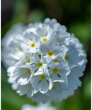 Primula denticulata Alba