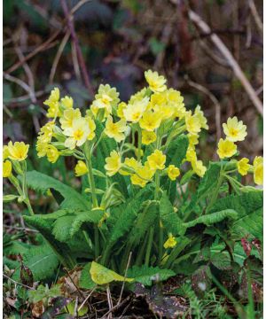 Primula elatior