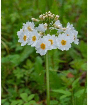 Primula Japonica Alba