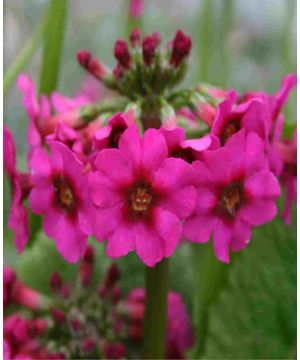 Primula japonica 'Millers Crimson'