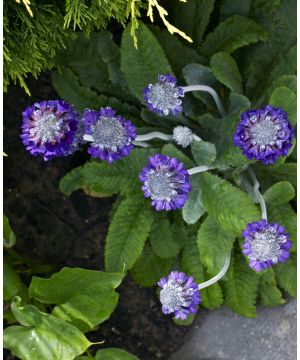 Primula capitata subsp mooreana