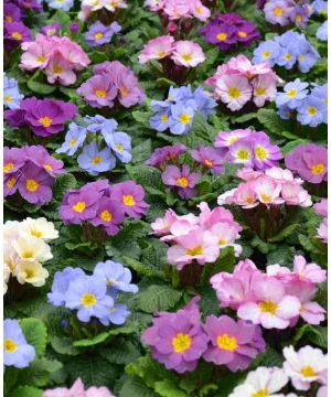 Primula Provence Mixed