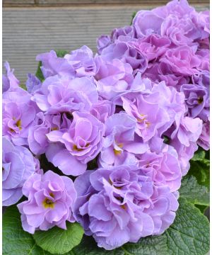 Primula Rubens 'Lavender Blue'