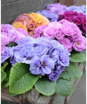 Primula rubens 'Sky Blue'