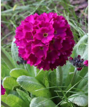 Primula denticulata Rubin