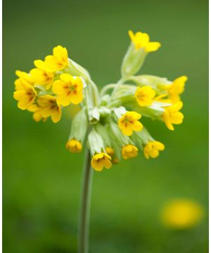 Primula veris