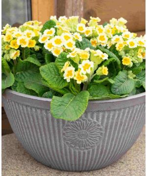 Primula veris Lime Orange