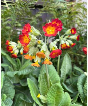 Primula veris Sunset Shades