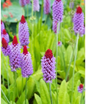 Primula vialii