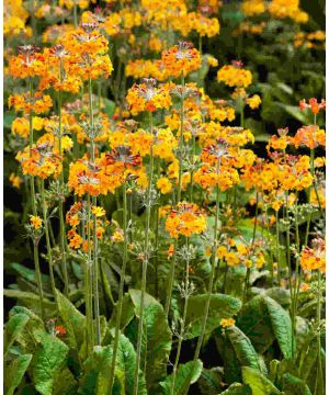 Primula Bulleyana