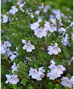 Prostanthera cuneata