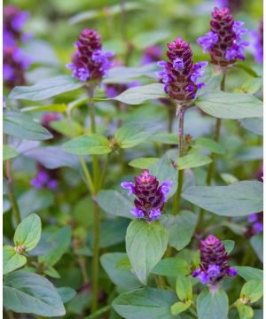 Prunella vulgaris