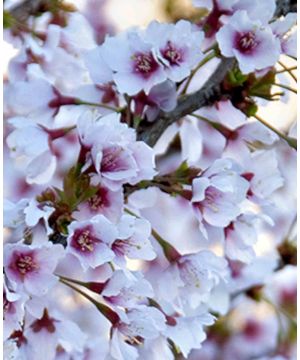 Prunus incisa Kojo-No-Mai